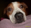 My loyal friend