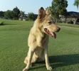 Summer on the Golf Course :-)