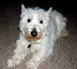 Our beloved Cassie
