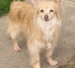 IN MEMORY OF TAFFY