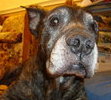 My Wonderful Tazzy