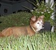 Bunny in the front yard with me.