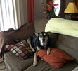 Xena's favorite spot in the house, the love seat.