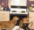 Molly in front with other dogs
