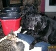 Zoe with Dutchess and Tia Maria