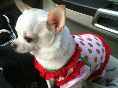 Bella at the Strawberry Festival