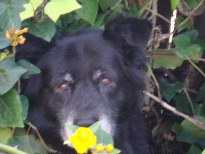 EBONY