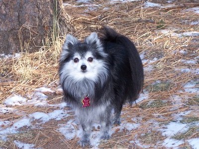 Possum after the snow was melting