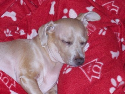 Sleeping Beauty