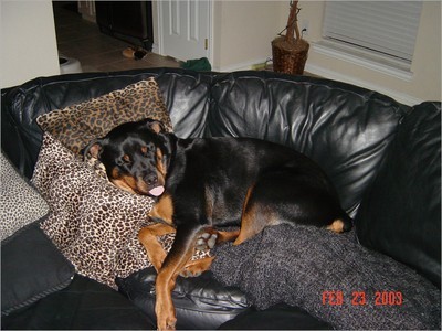 Asleep on the couch with his tongue out...