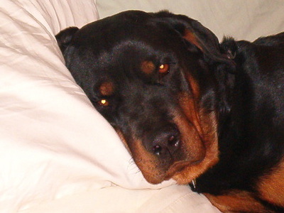 Matrix caught napping on Moms bed!