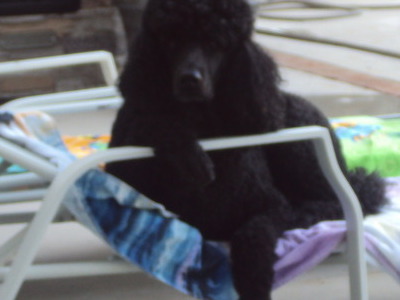 waiting for frosty paws and iced fiji
