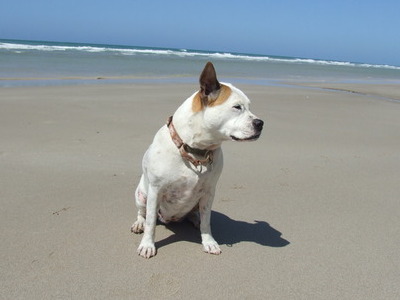 The beach in Mexico