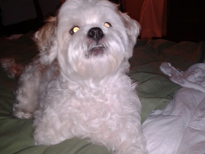 coco is reaching up and barking for his treat!