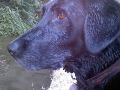 Kammy on her last swim with me.