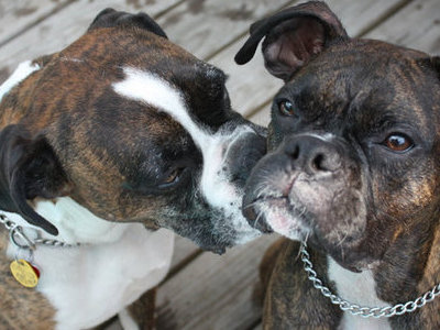 Max on the left with his sister, our girl Grace