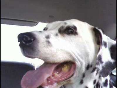 She loved to go for rides in the car