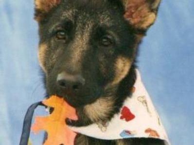 puppy,her idea with the leaf!