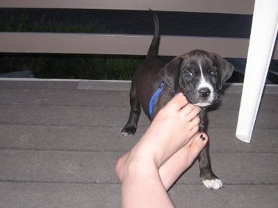 baby jade when i first got her
