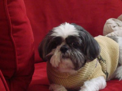 Bailey with his sweater....he was always cold in the Winter