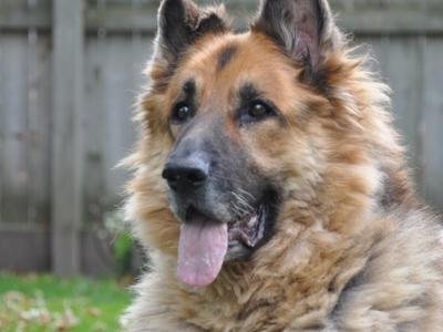 Watching his backyard