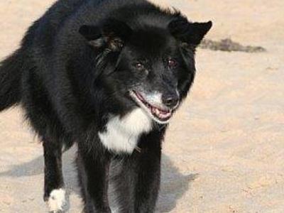 Bear at the beach
