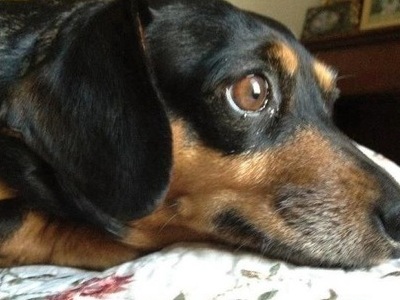 My sweet girl watching squirrels