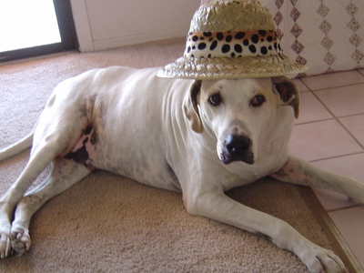 Buddy in a safari hat