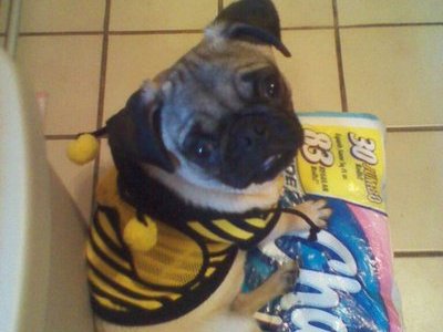 Bentley the bumble bee for halloween