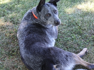 chilling in the yard