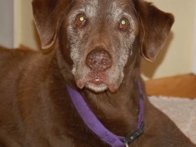 Kramer the wonder dog