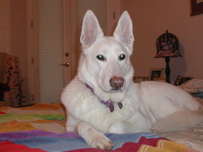 Hera on her blanket on my bed - her favorite place to rest