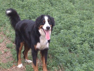 Maxwell running in the field