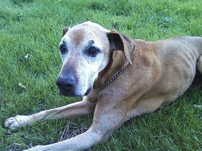 Laying in the grass , chillin :)