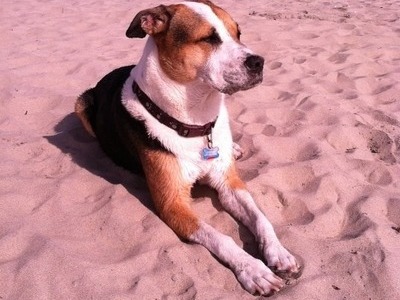 Dog beach