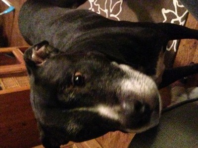Our Sweet Buddy Boy!