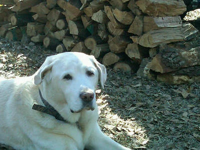 Toby camping at Uncle Buds