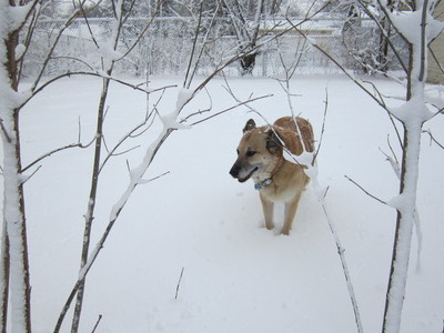 Helping Dad shovel snow.