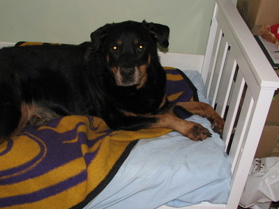 Sammy on her Bed.