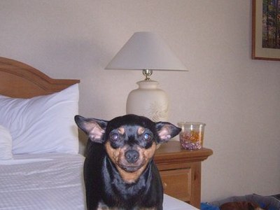 Jazz on vacation.. Payson, AZ