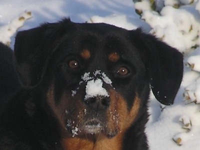 Snow Dog