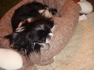 Max in his Monkey bed