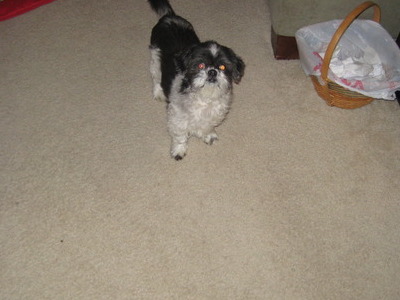 Minnie (December 2009)