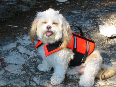 Patiently awaiting a canoe ride at the cottage.