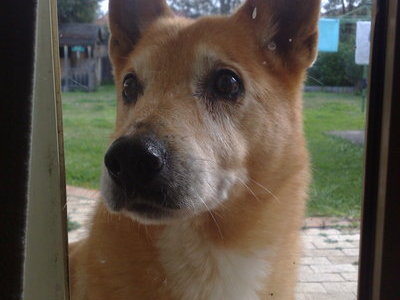 Molly at the window