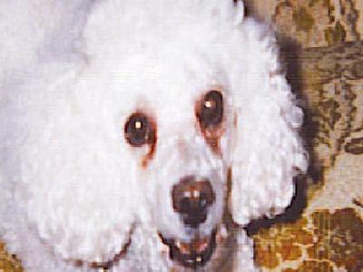 last photo of Mr. Buttons 1997-2009