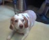 Noble, the best lemon and white beagle I ever knew!