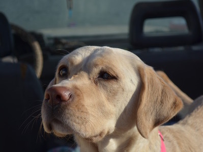 The Perfect happy dog!