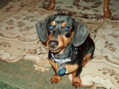My little Oscar