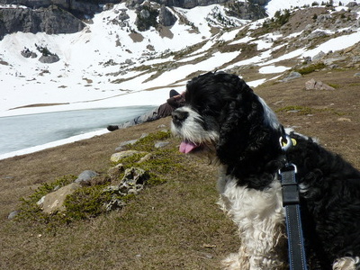 Sparky en la naturaleza